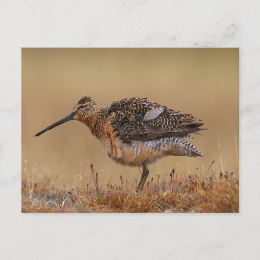 Long-billed Dowitcher ポストカード (正面)