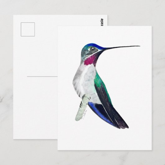 Long-billed Starthroat Hummingbird  ポストカード (正面/裏面)