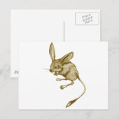 Long eared Jerboa ポストカード (正面/裏面)