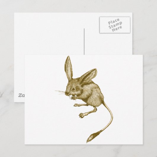 Long eared Jerboa ポストカード (正面/裏面)