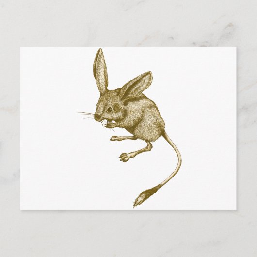 Long eared Jerboa ポストカード (正面)