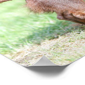 Long-haired Miniature Dachshund 1 ポスター (角)