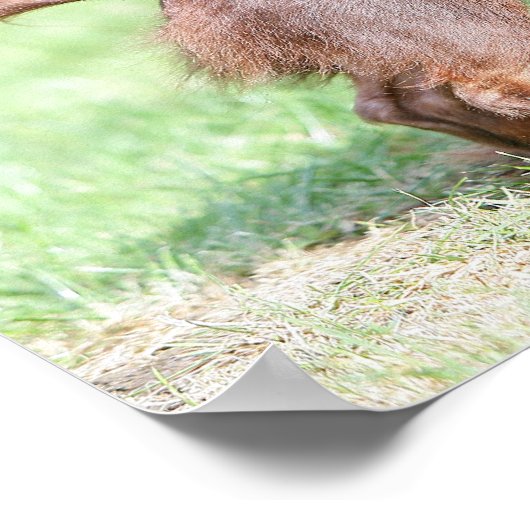 Long-haired Miniature Dachshund 1 ポスター (角)