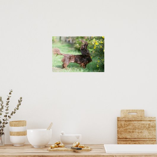 Long-haired Miniature Dachshund 1 ポスター (キッチン)