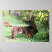 Long-haired Miniature Dachshund 1 ポスター (正面)