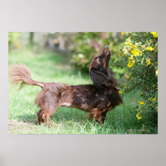 Long-haired Miniature Dachshund 1 ポスター (正面)