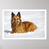 Long-Haired Shepherd in Snow ポスター (正面)