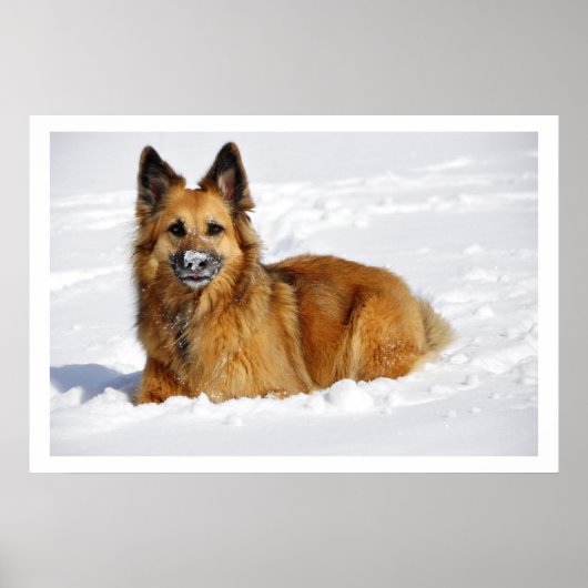 Long-Haired Shepherd in Snow ポスター (正面)