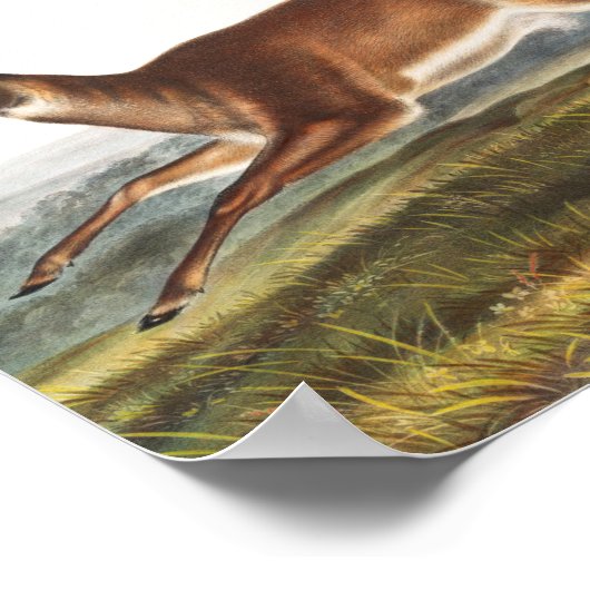 Long-tailed Deer (Cervus leucurus) Illustration ポスター (角)