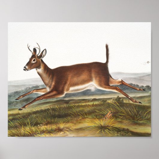 Long-tailed Deer (Cervus leucurus) Illustration ポスター (正面)