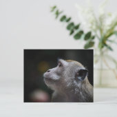 Long-Tailed Macaque Close-Up ポストカード (スタンド正面)