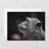 Long-Tailed Macaque Close-Up ポストカード (正面/裏面)