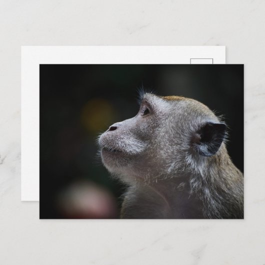 Long-Tailed Macaque Close-Up ポストカード (正面/裏面)