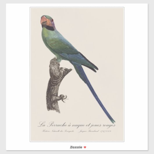 Long-Tailed Parakeet, Psittacula Longicauda シール (シート)