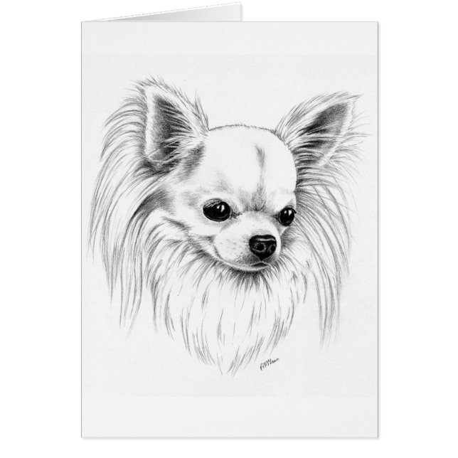 Longcoatのチワワ (正面)