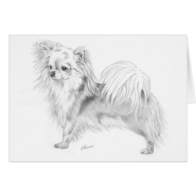 Longcoatのチワワ-立ちます (正面横)