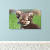 Longfed Chihuahua子犬カメラを見て キャンバスプリント (インサイチュ (ウッドフロア))