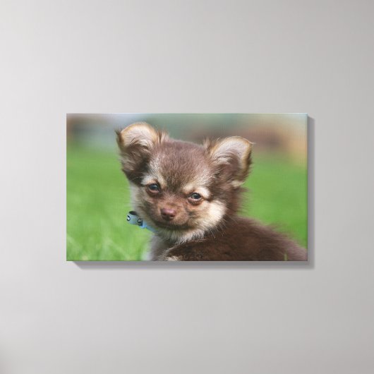 Longfed Chihuahua子犬カメラを見て キャンバスプリント (正面)