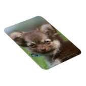 Longfed Chihuahua子犬カメラを見て マグネット (右側)