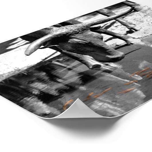 LonghornとGoldfish ポスター (角)