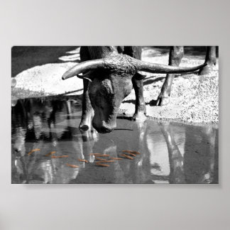 LonghornとGoldfish ポスター