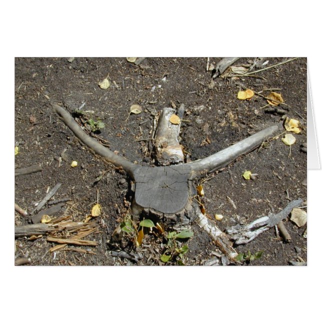 Longhornイリュージョンカード (正面横)