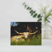 Longhorn cattle postcard ポストカード (スタンド正面)