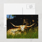 Longhorn cattle postcard ポストカード (正面/裏面)