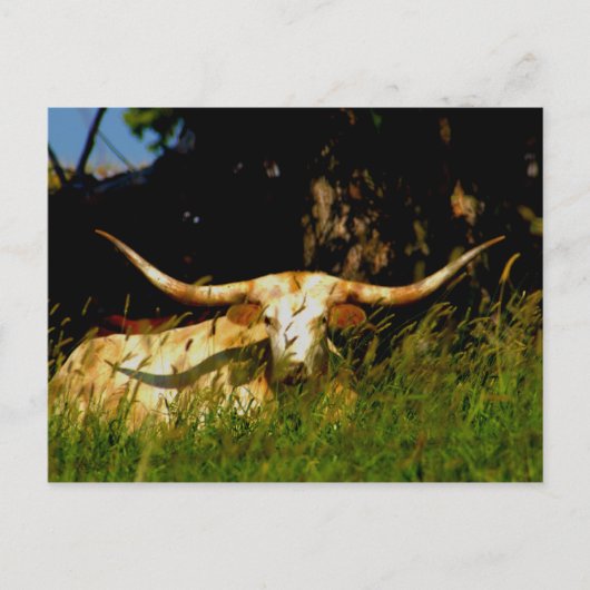 Longhorn cattle postcard ポストカード (正面)