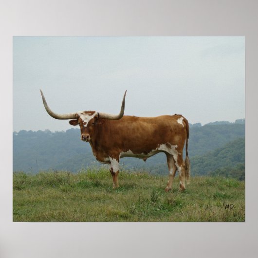 Longhorn Steer in the Ozarks – サイズとキャンバスを選択 ポスター (正面)