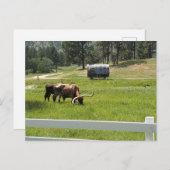 Longhorns on a 食べ物を与え Ranch ポストカード (正面/裏面)