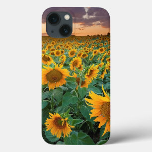 Longmont、コロラド州のヒマワリ分野 iPhone 13ケース