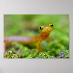 longtailのサンショウウオの顔の近い概観 ポスター