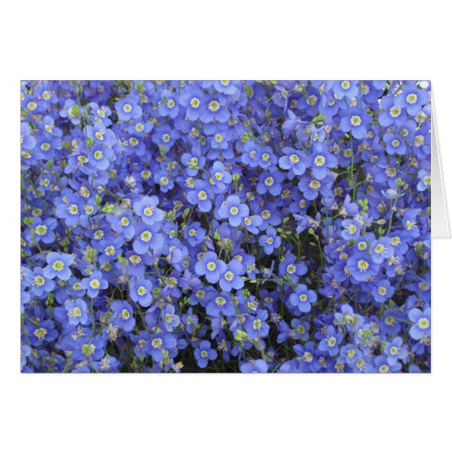 Longwoodの庭、ペンシルバニアの亜麻の花 (正面横)