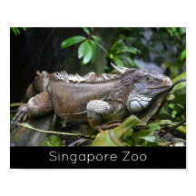 Look at Me Lizard Singapore Zoo Holiday