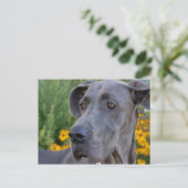 Lookin'かわいらし Postcard ポストカード (スタンド正面)