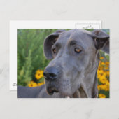 Lookin'かわいらし Postcard ポストカード (正面/裏面)