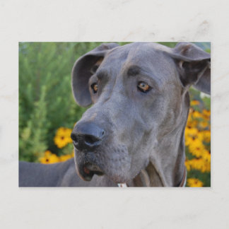 Lookin'かわいらし Postcard ポストカード