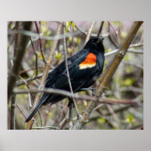 Looking ポスター (正面)