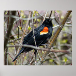 Looking ポスター