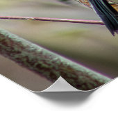 Looking ポスター (角)