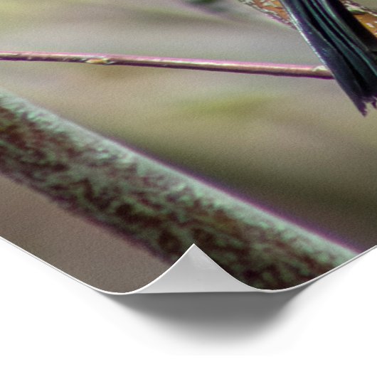 Looking ポスター (角)