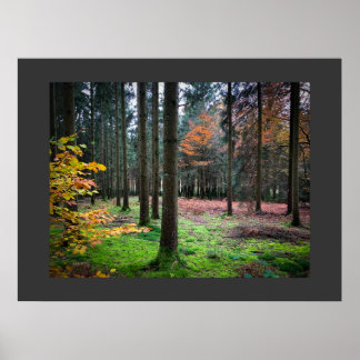 "Looking through trees in the Belgian Ardennes" ポスター