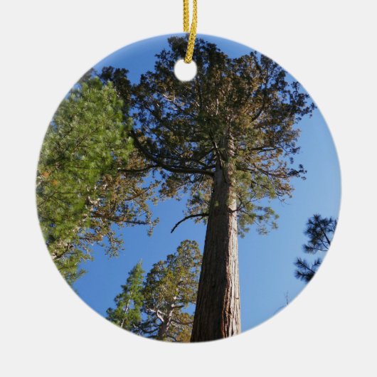Looking Up at Mariposa Grove セラミックオーナメント (正面)