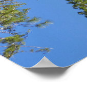 Looking Up at Mariposa Grove ポスター (角)