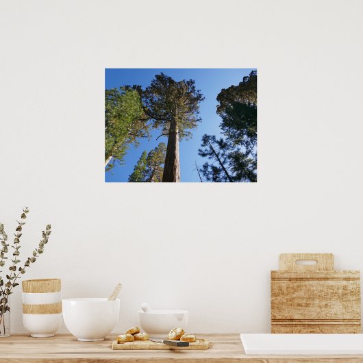 Looking Up at Mariposa Grove ポスター (キッチン)