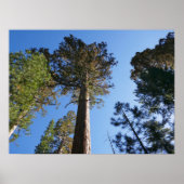 Looking Up at Mariposa Grove ポスター (正面)