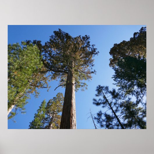 Looking Up at Mariposa Grove ポスター (正面)