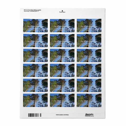 Looking Up at Mariposa Grove ラベル (フルシート)