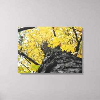 Looking up at Yellow紅葉 キャンバスプリント